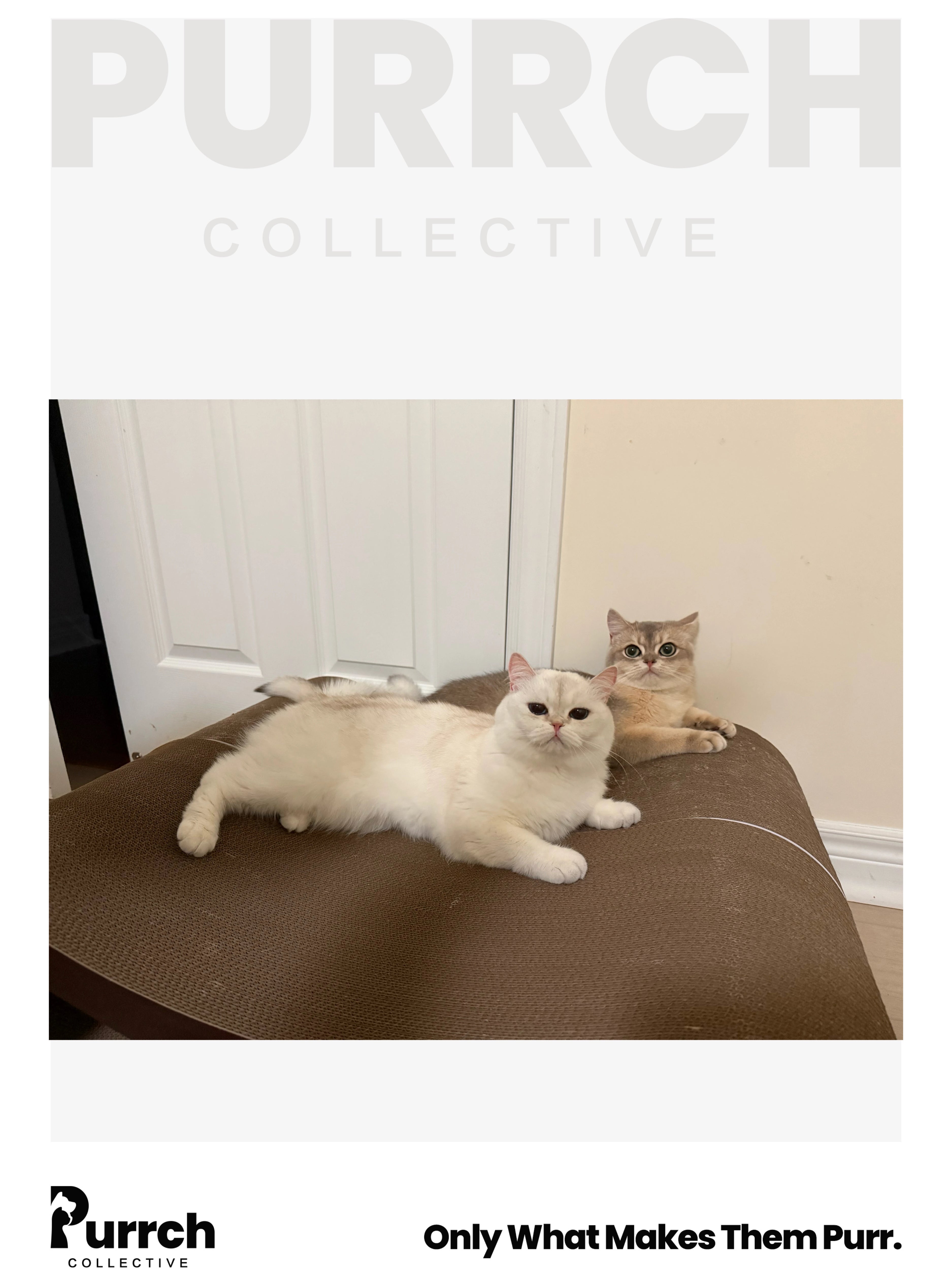 Purrch Collective|Infinity Ergonomic Cat Scratcher – Reversible Figure-8 Lounge